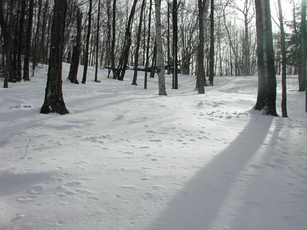 First Artificial Snow Falls on Mt. Greylock